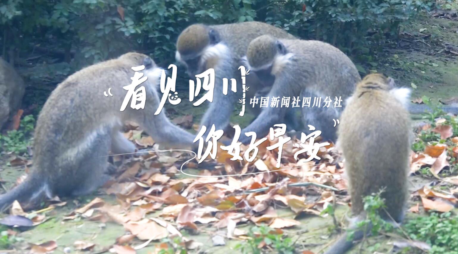 同题参见看见盈盈彩app下载限时优惠