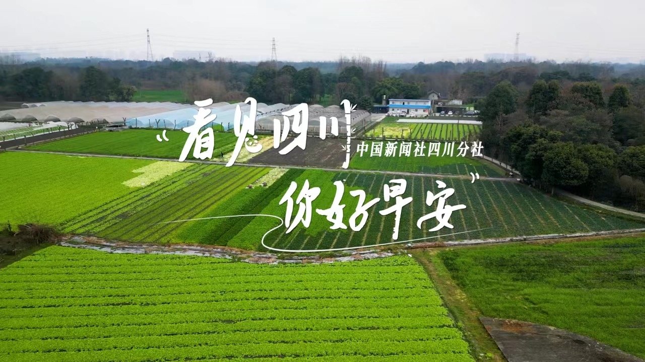 解说雅安市名山区的茶山迎来了最富生机