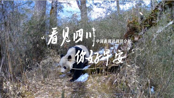解说乐至县城市主干道的紫叶李花迎春绽