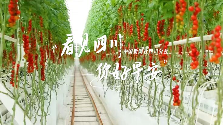 列车与盛放的油菜花构成一幅灵动的春日