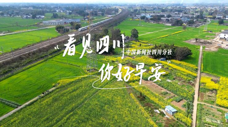 高大的泡桐树缀满钟形花冠