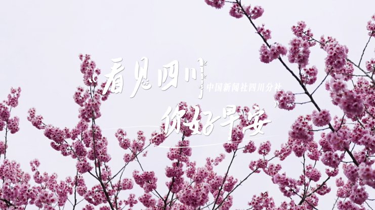 解说平武报恩寺百年玉兰迎来盛花期