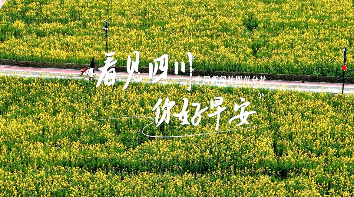 雅安雨城区茶山上的茶树正冒新芽