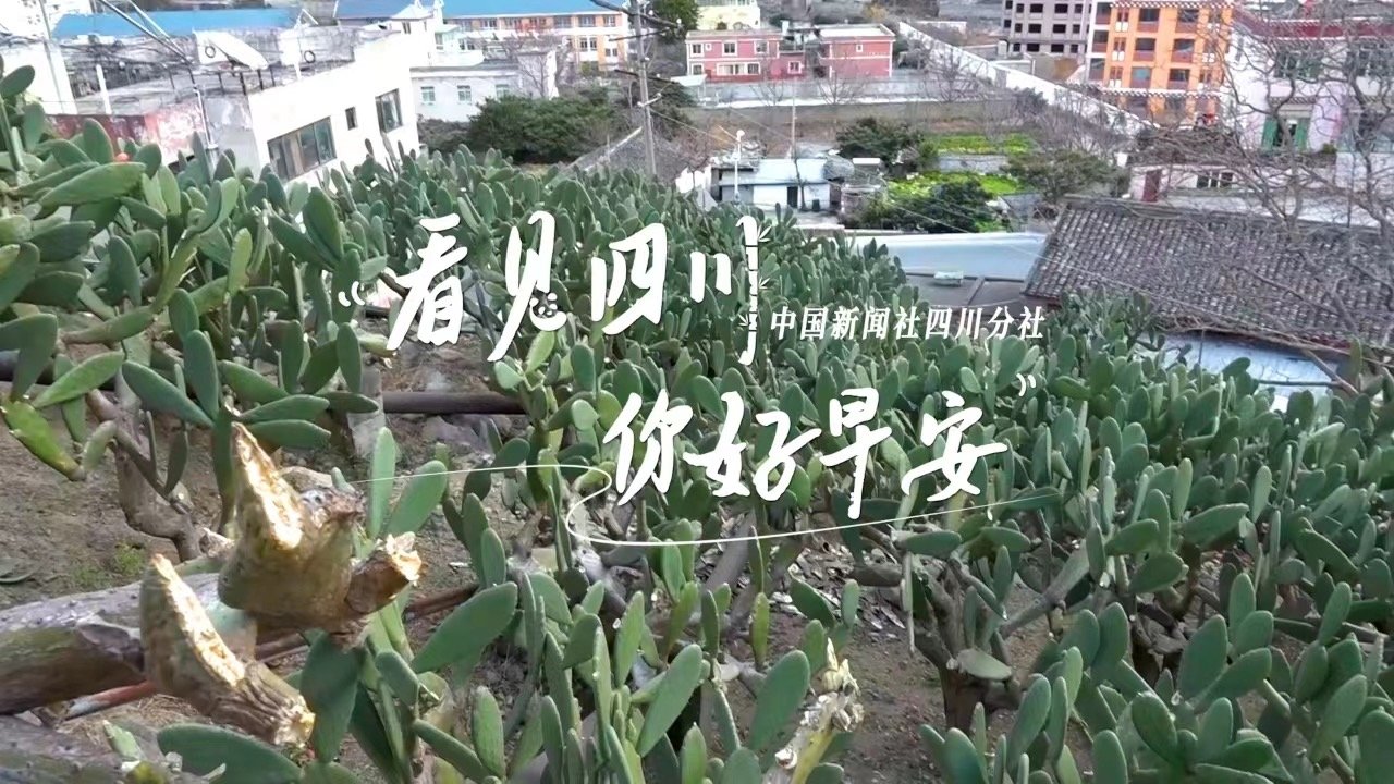 数十张火锅桌错落有致地摆放在花海中