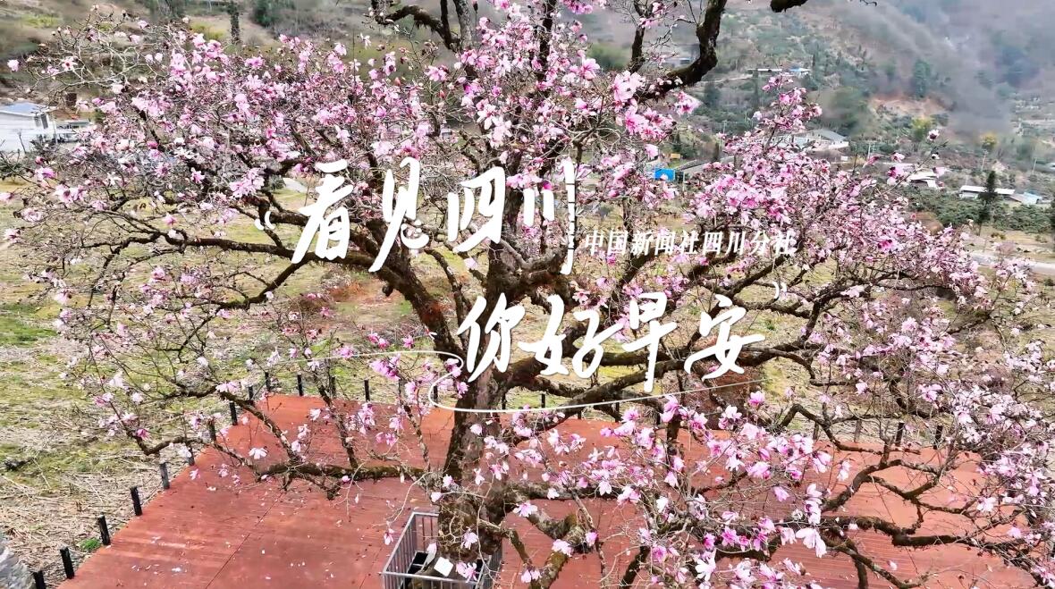 洁白的花朵缀满枝头