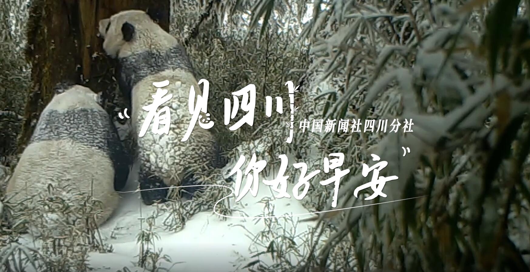毛茸茸的