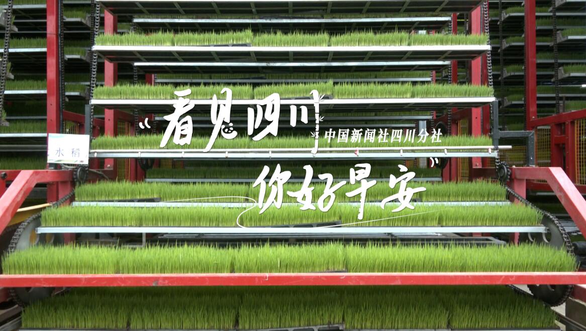 解说乐至县城市主干道的紫叶李花迎春绽