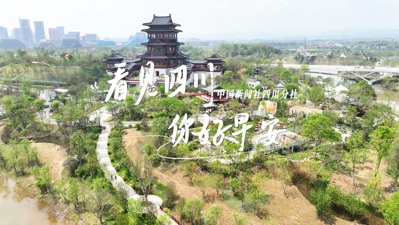 洁白的花朵缀满枝头