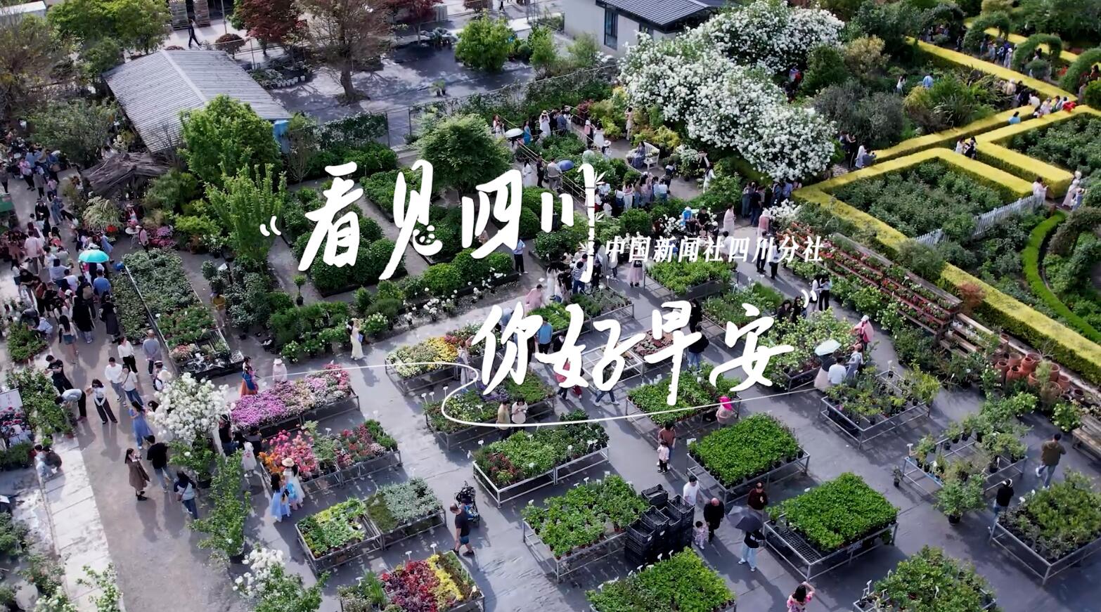 繁花缀满枝头