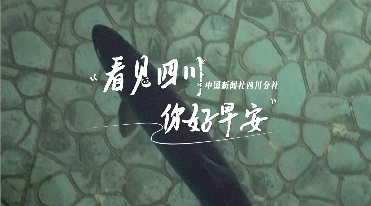 被誉为开往春天的嘉阳蒸汽小火车穿行在