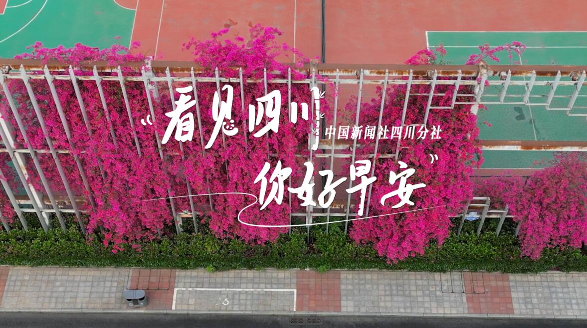 粉白花朵绽放在古寺院落