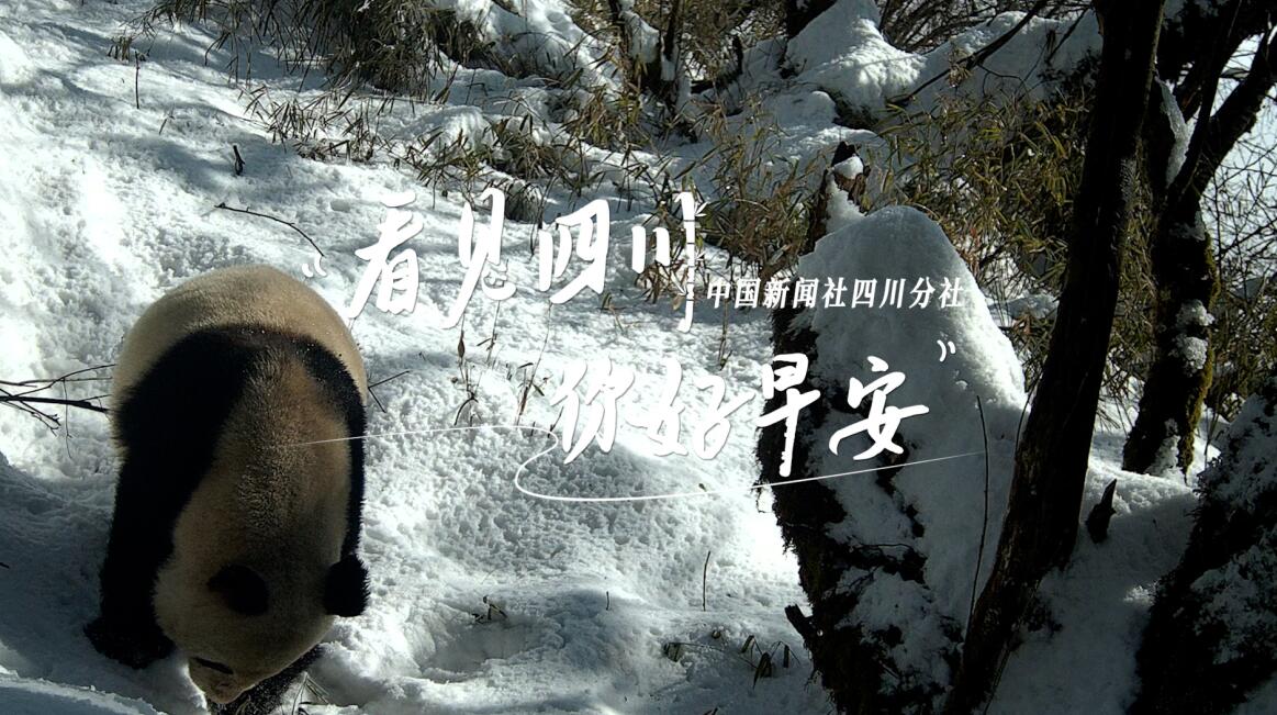 解说雅安市名山区的茶山迎来了最富生机