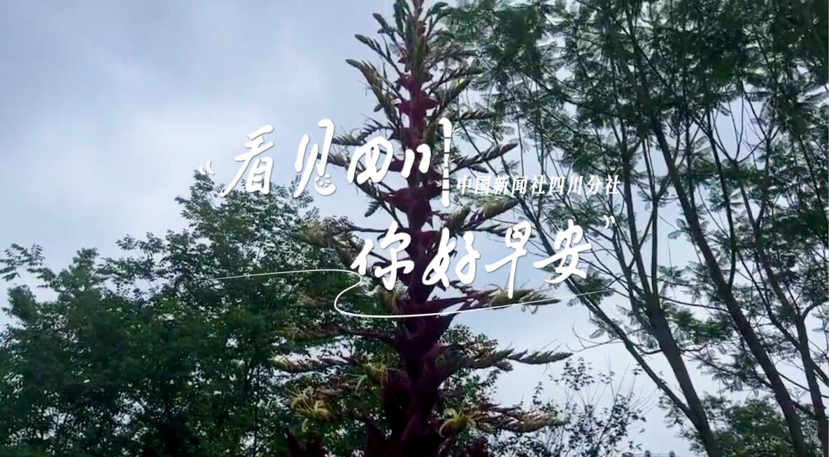 高大的泡桐树缀满钟形花冠
