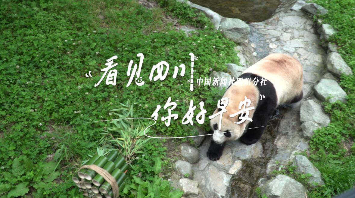 数十张火锅桌错落有致地摆放在花海中