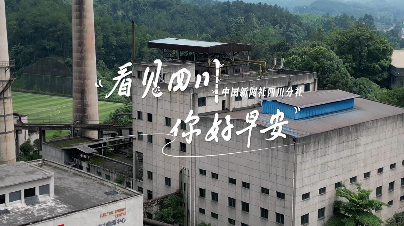 解说乐至县城市主干道的紫叶李花迎春绽