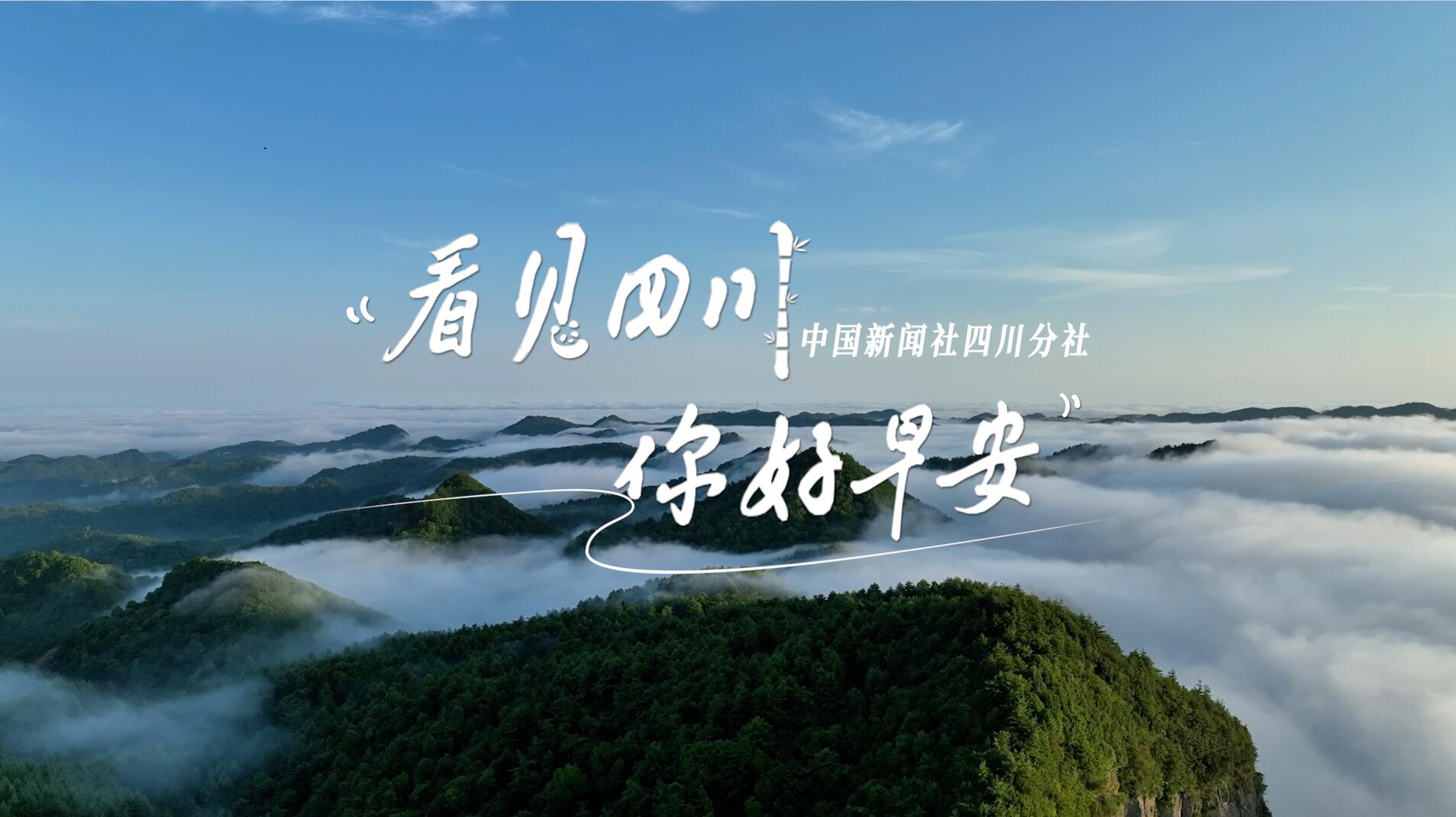 高大的泡桐树缀满钟形花冠