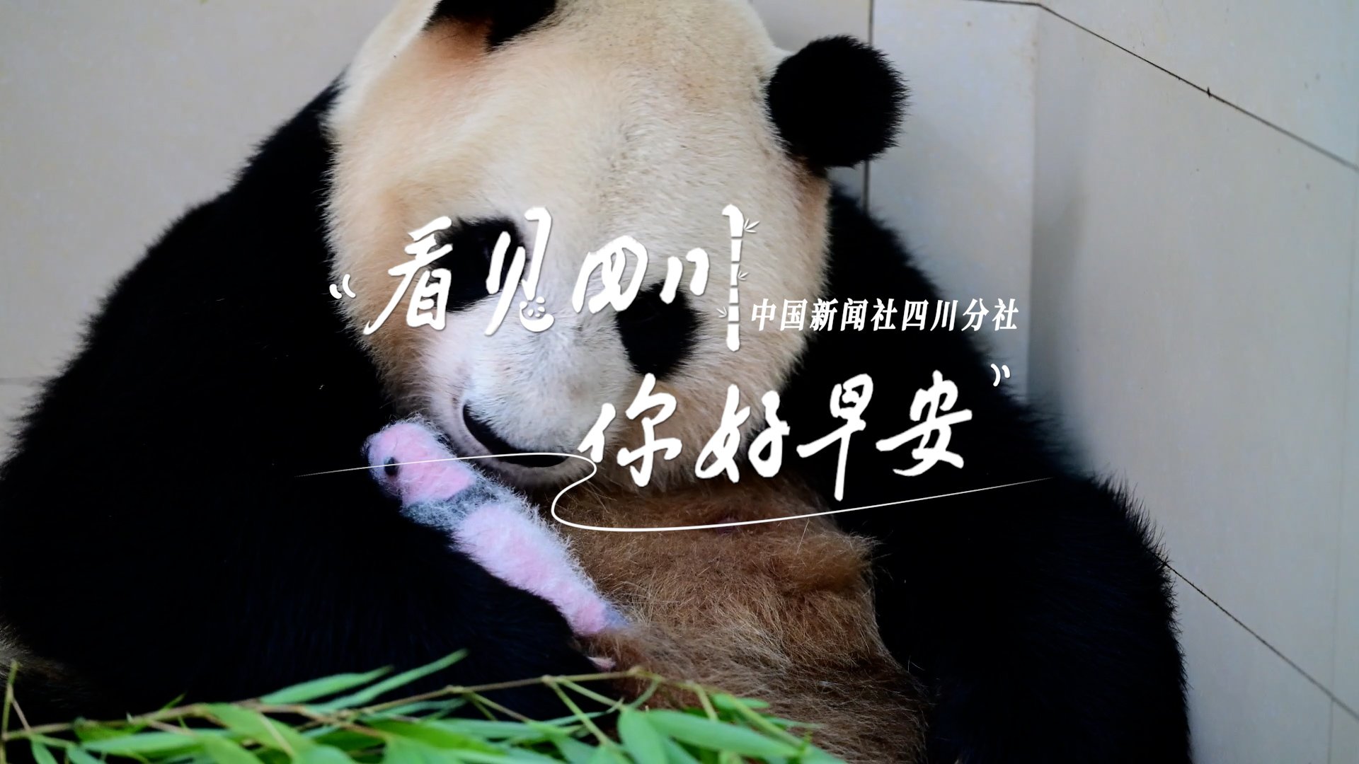 一芽一芽往外窜