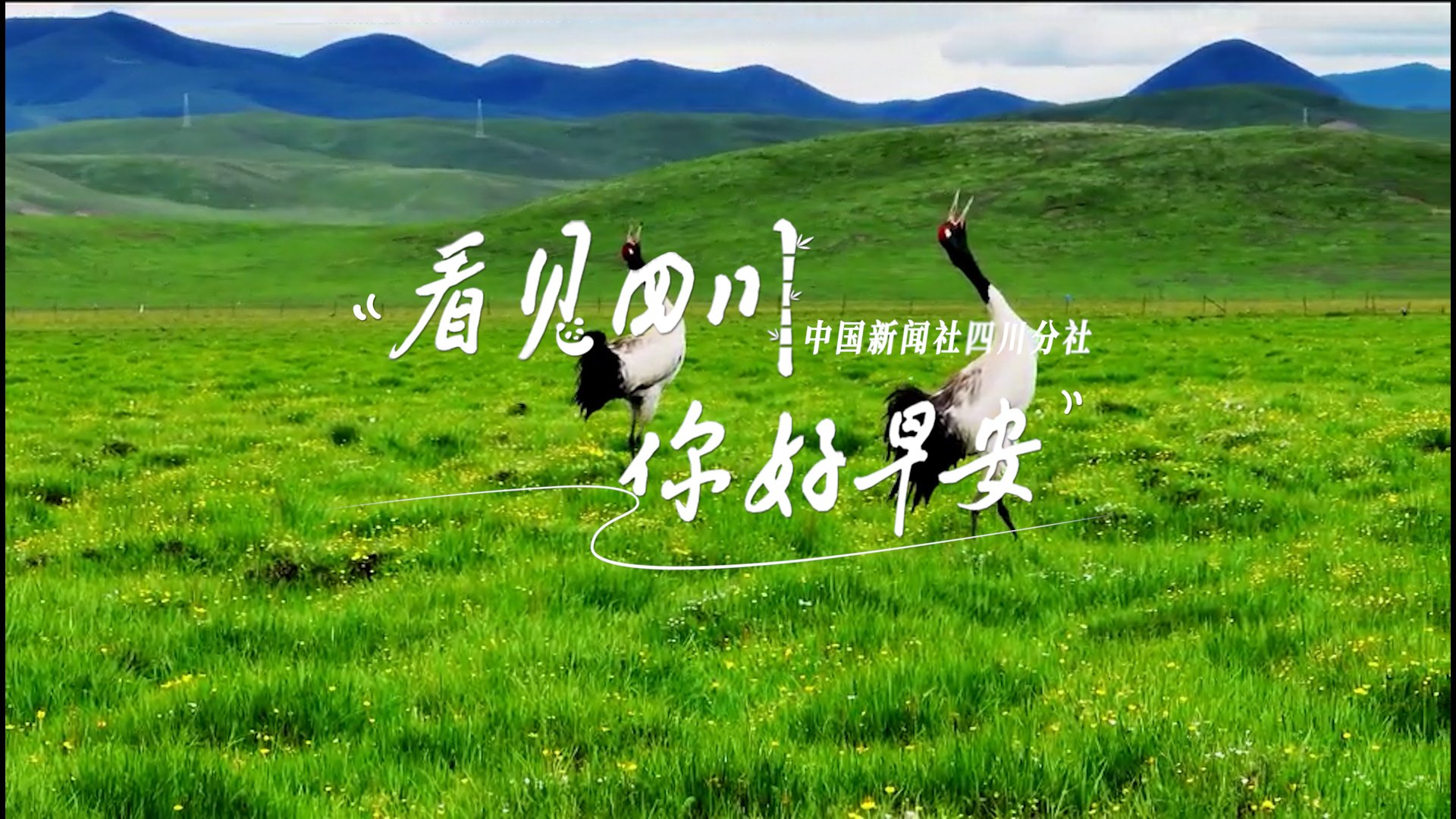 数十张火锅桌错落有致地摆放在花海中