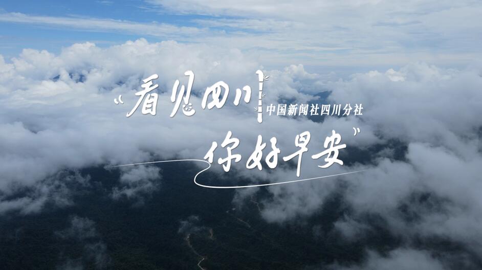 洁白的花朵缀满枝头