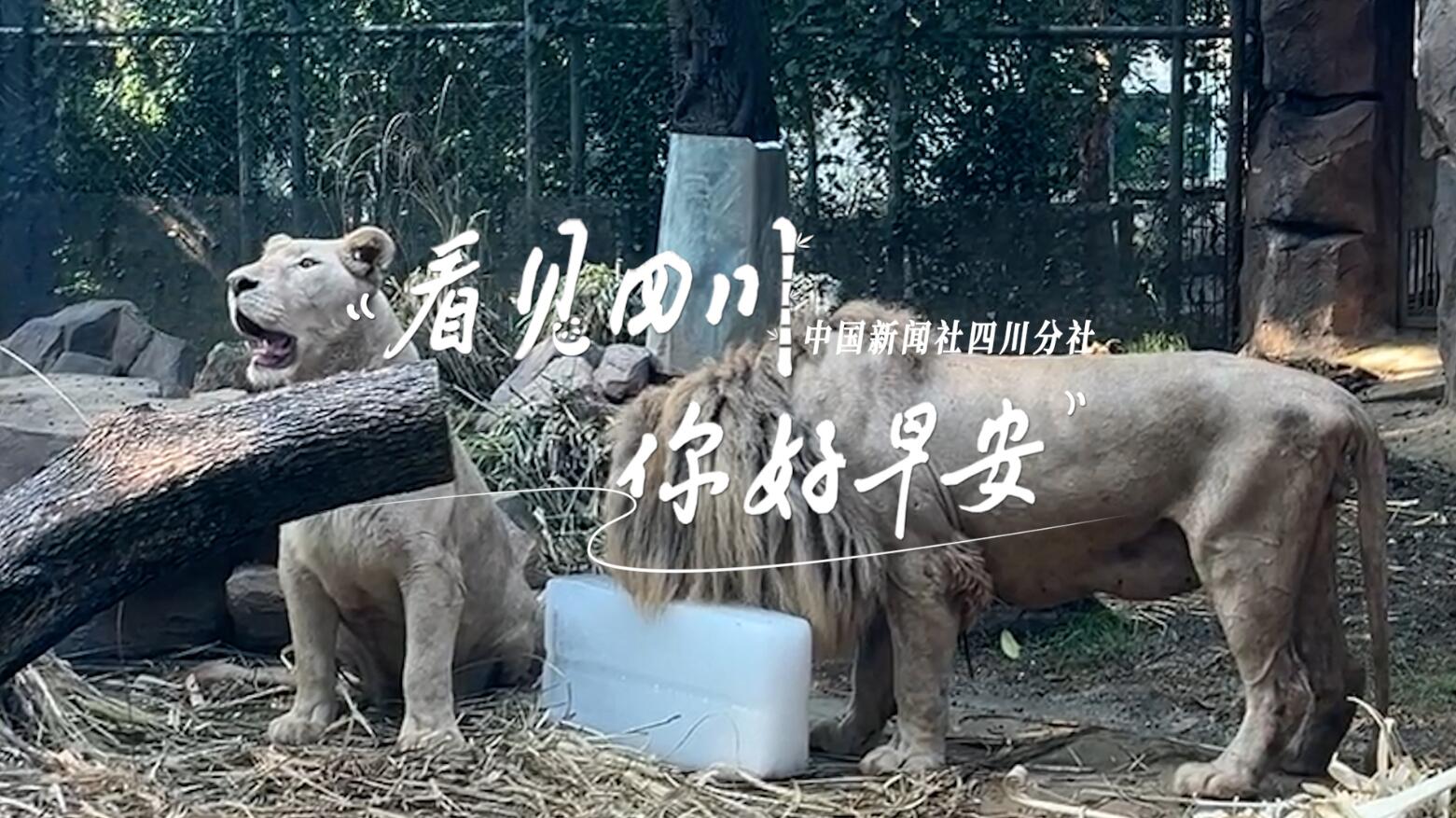 看见盈盈彩app下载限时优惠