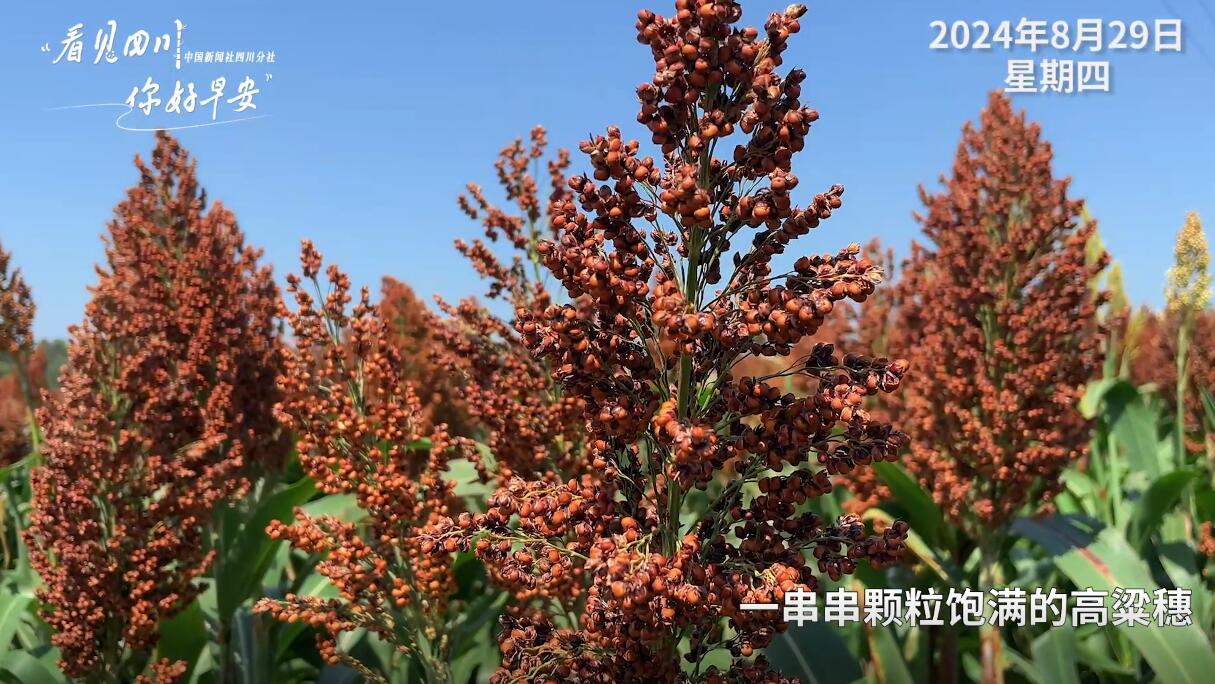解说雅安市名山区的茶山迎来了最富生机