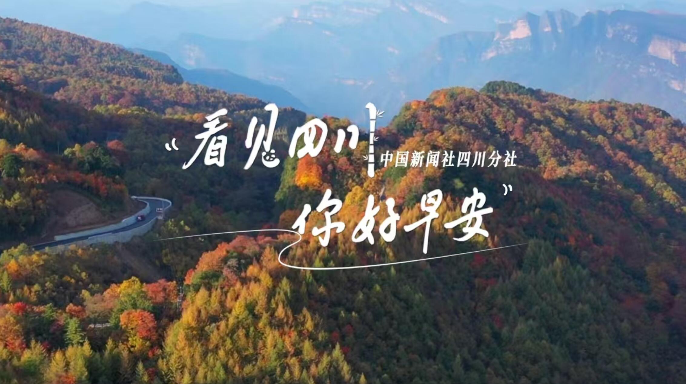解说乐至县城市主干道的紫叶李花迎春绽