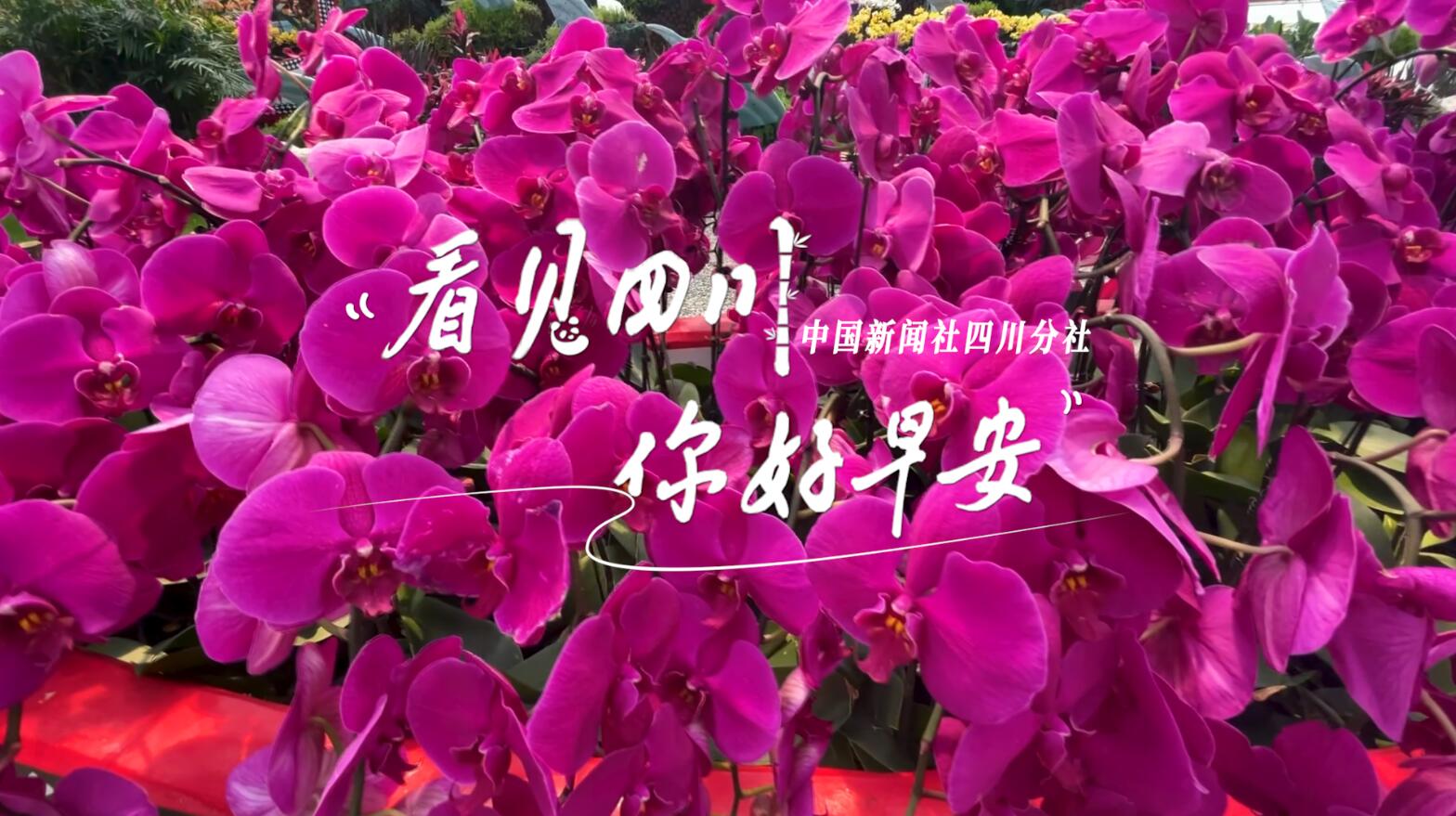 列车与盛放的油菜花构成一幅灵动的春日