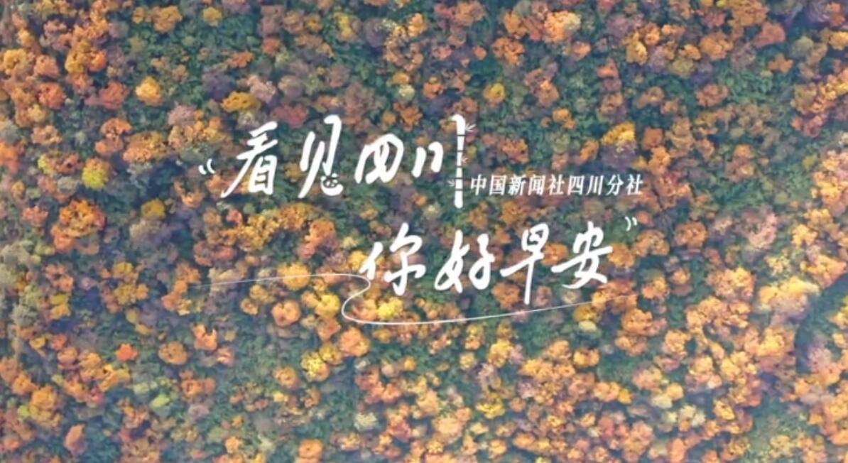 高大的泡桐树缀满钟形花冠