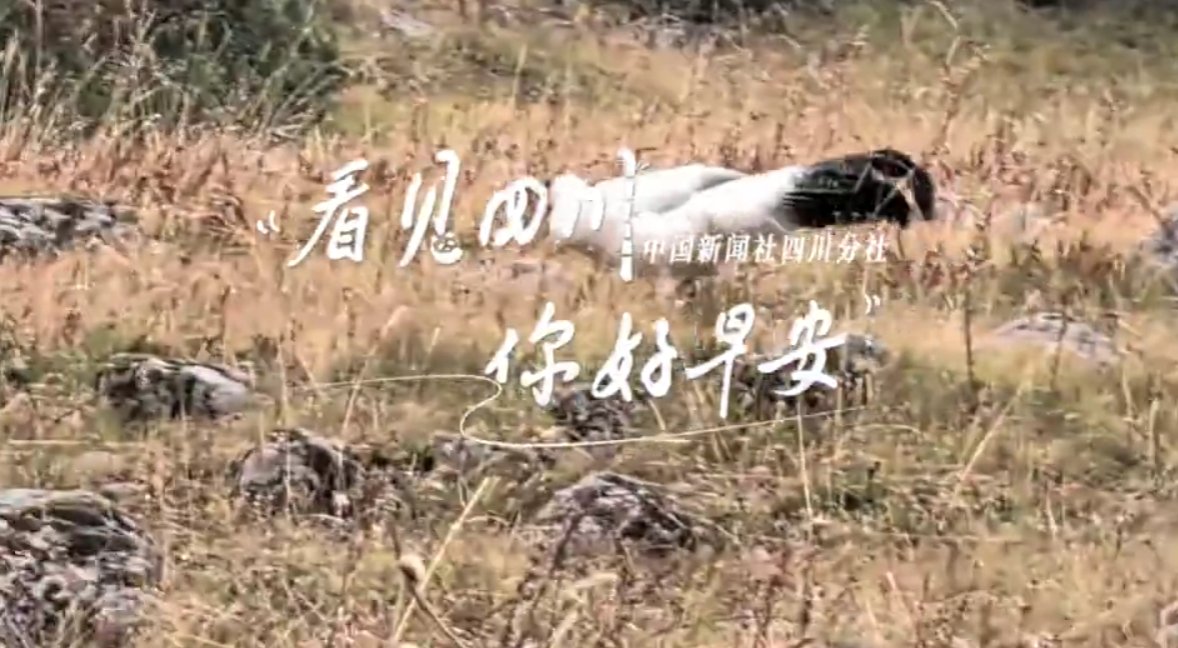 数十张火锅桌错落有致地摆放在花海中