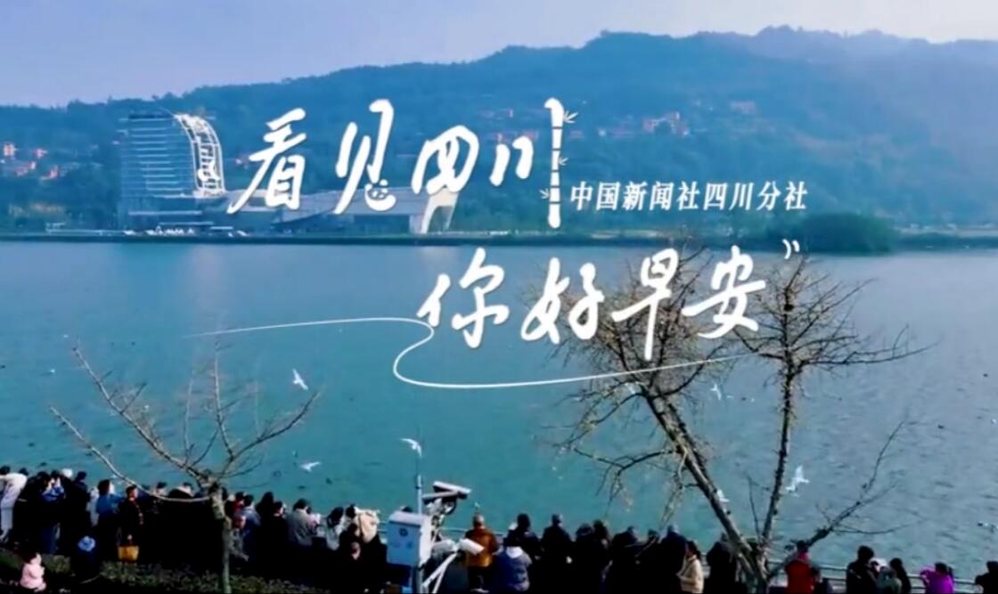 解说乐至县城市主干道的紫叶李花迎春绽