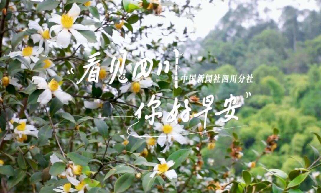 高大的泡桐树缀满钟形花冠