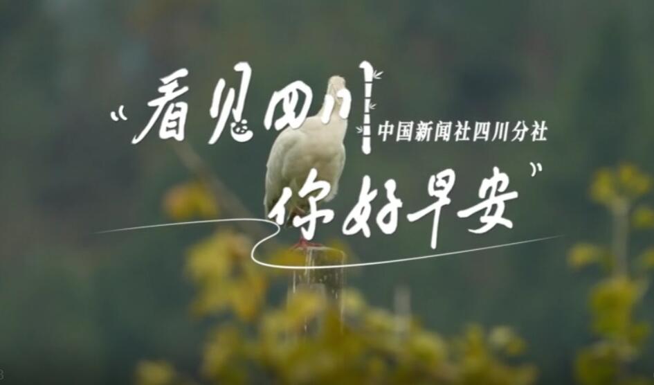 解说平武报恩寺百年玉兰迎来盛花期