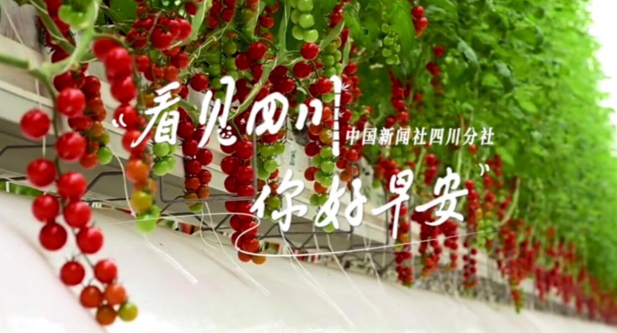 繁花缀满枝头