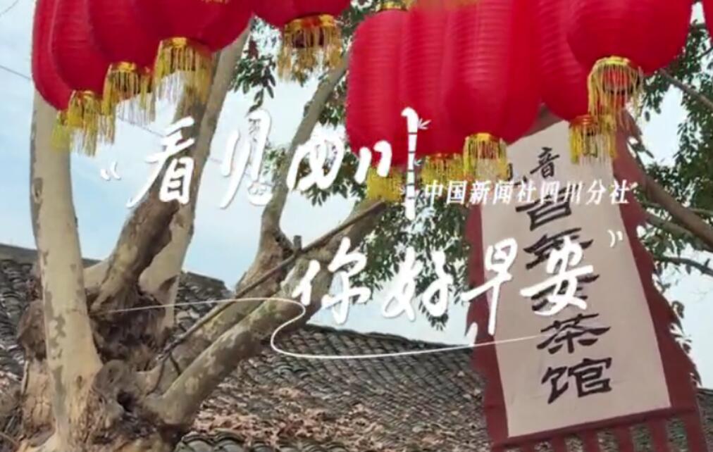 解说乐至县城市主干道的紫叶李花迎春绽