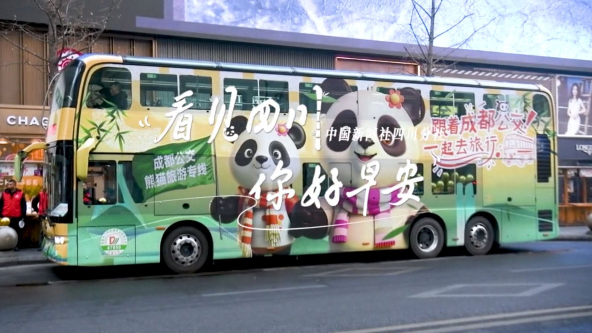 高大的泡桐树缀满钟形花冠