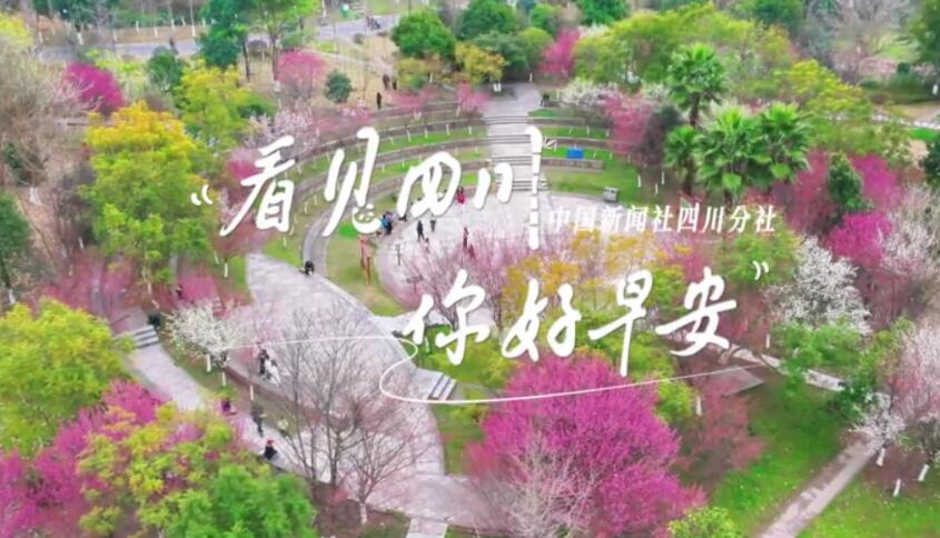 粉白花朵绽放在古寺院落