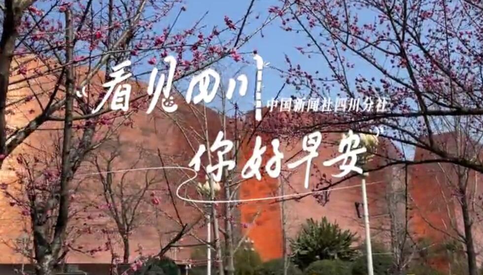 广元市朝天区沙河镇樱花谷上万亩樱桃花