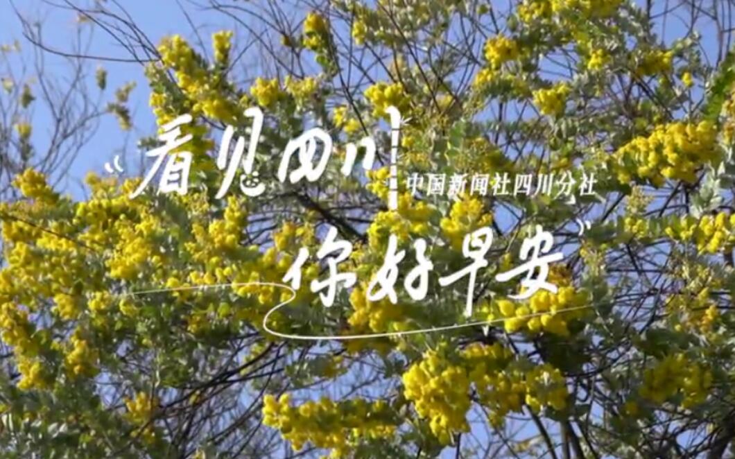 解说乐至县城市主干道的紫叶李花迎春绽