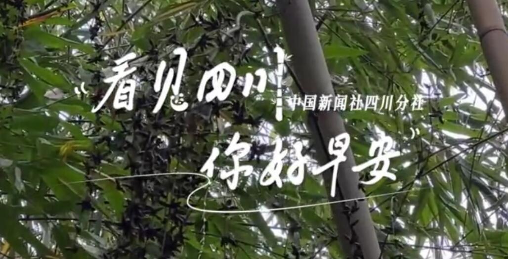 繁花缀满枝头