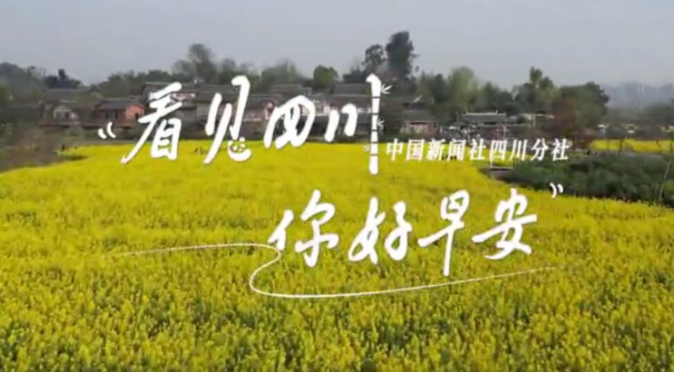 解说雅安市名山区的茶山迎来了最富生机