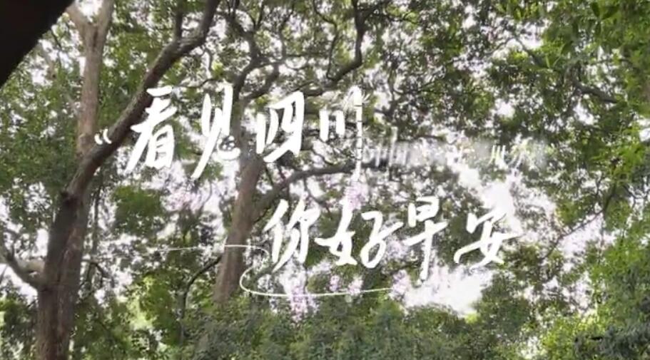 漫山遍野宛若雪海