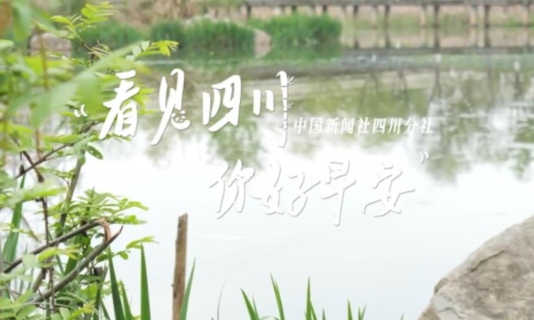 广元市朝天区沙河镇樱花谷上万亩樱桃花