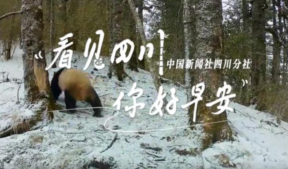青石板路与古宅院落尽显温润春意