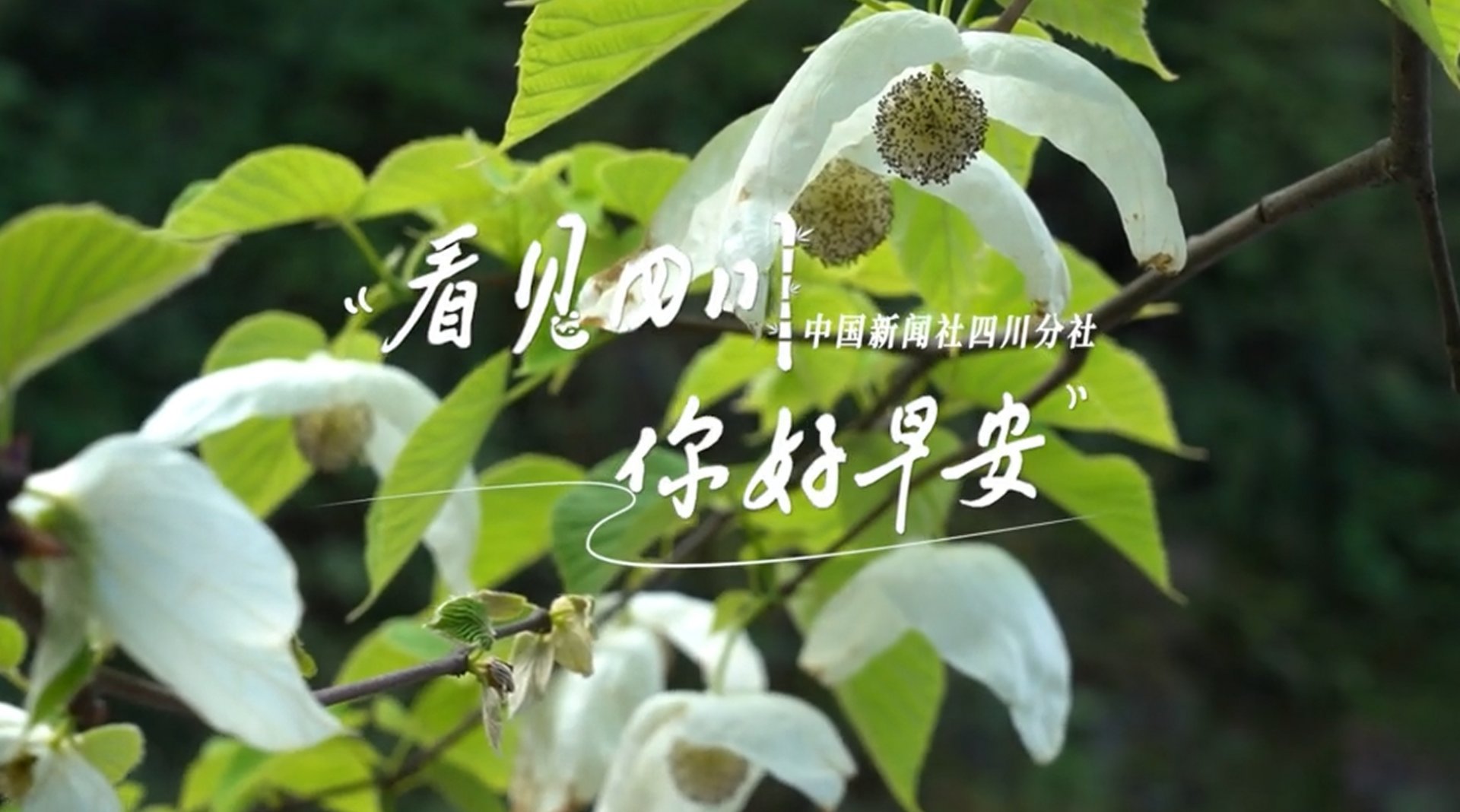 游客在花海中一边欣赏美景