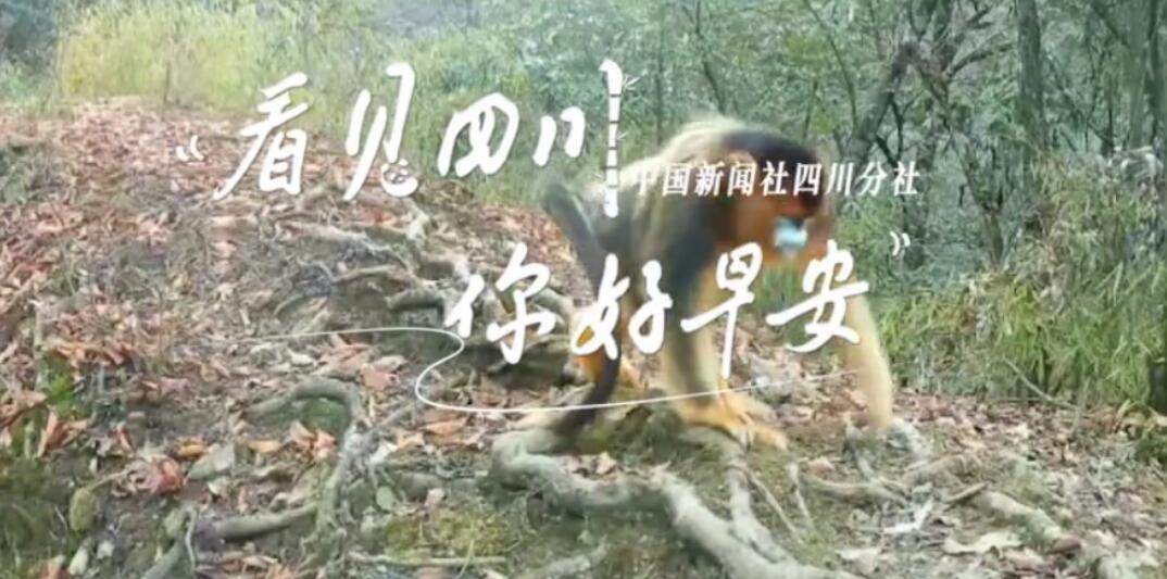 数十张火锅桌错落有致地摆放在花海中