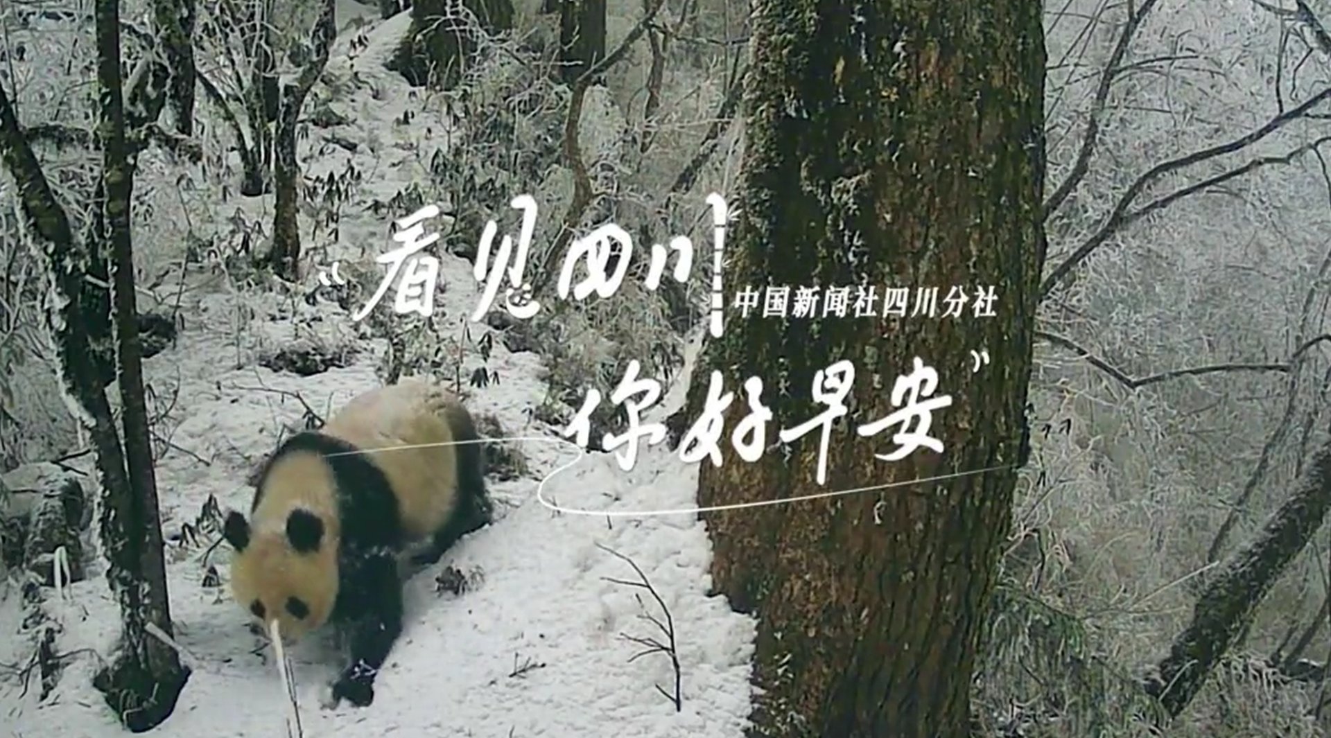 解说雅安市名山区的茶山迎来了最富生机