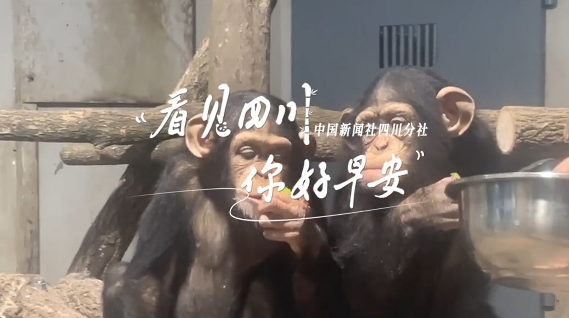 盈盈彩app下载限时优惠