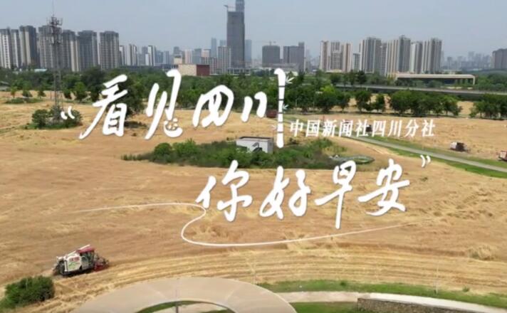 毛茸茸的
