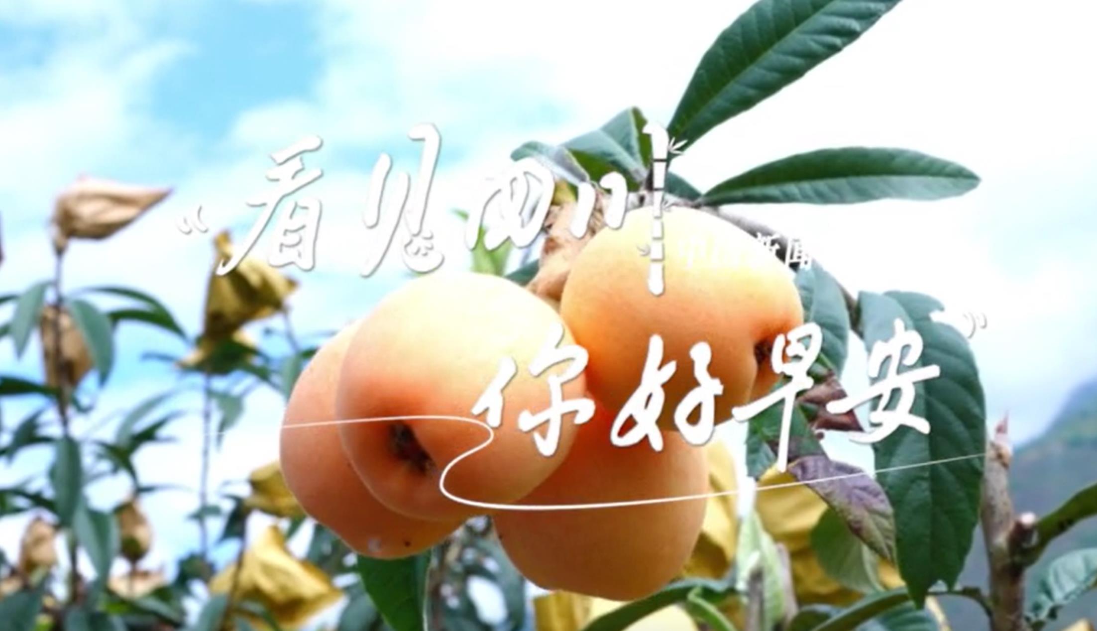 广元市朝天区沙河镇樱花谷上万亩樱桃花