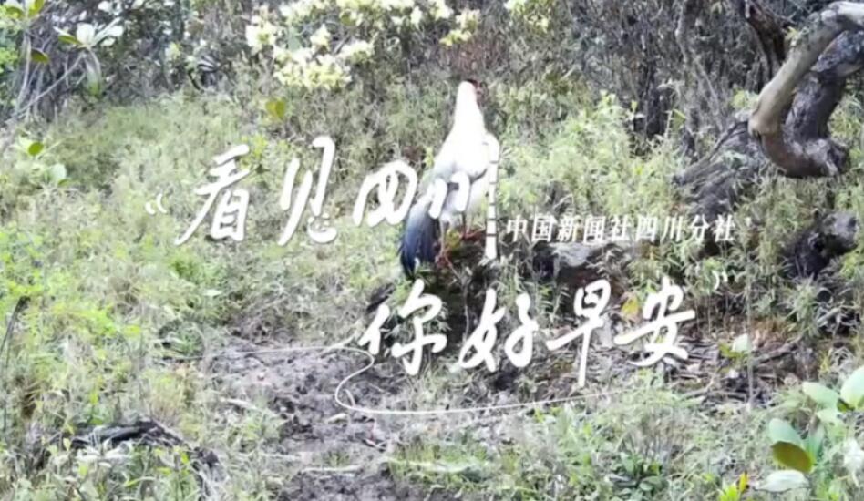 列车与盛放的油菜花构成一幅灵动的春日
